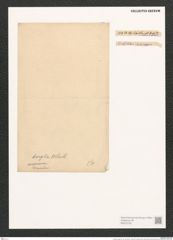Surirella turgida W. Sm. (de-Toni-Nr.: Genus 53, Species 2237) Zeichnungen Sammlung Grunow (NHMW-BOT-W0372726)